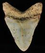 Megalodon Tooth - North Carolina #59065-1